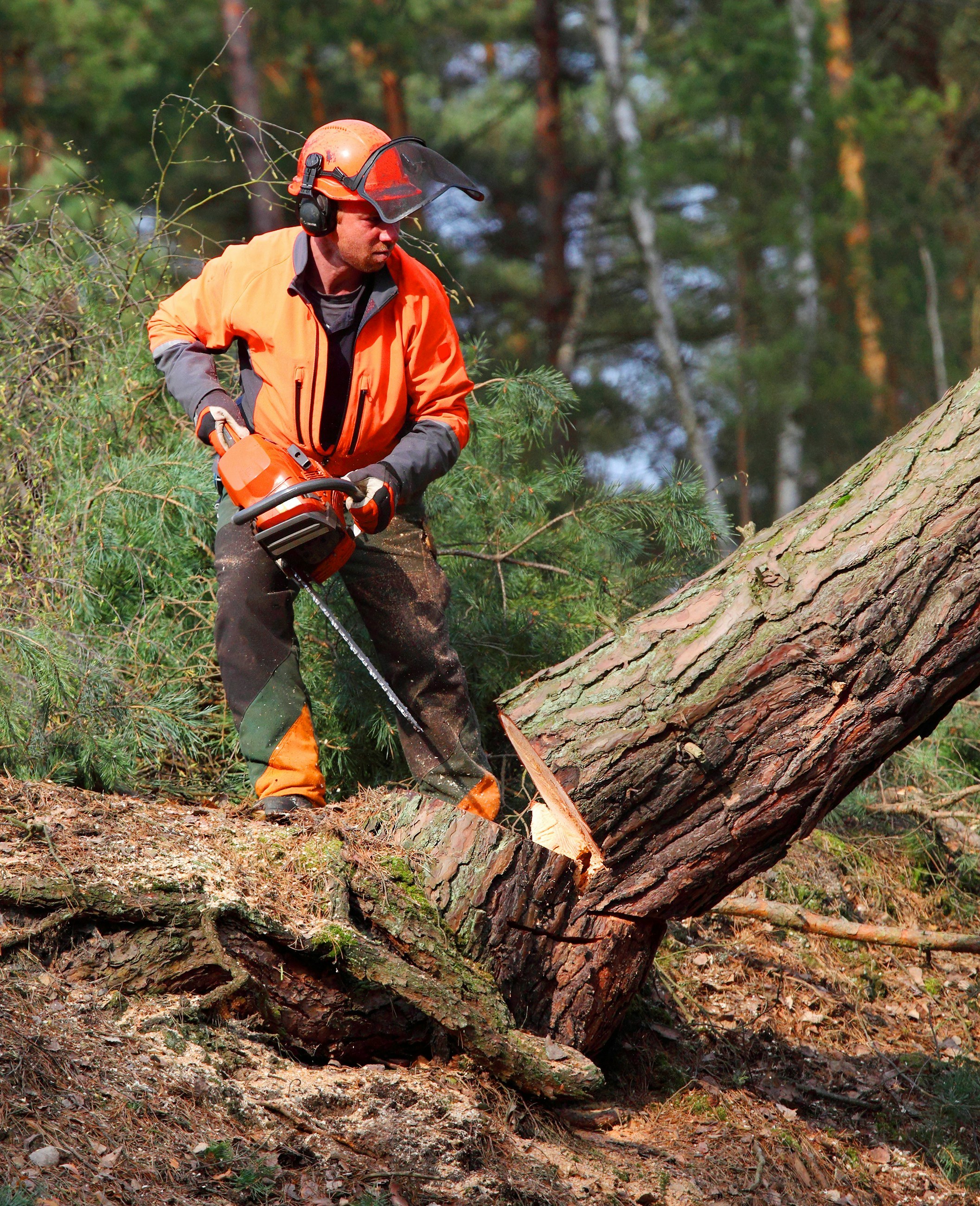 A forestry worker holding a chainsaw in high-vis clothing stands next a tree that is being felled