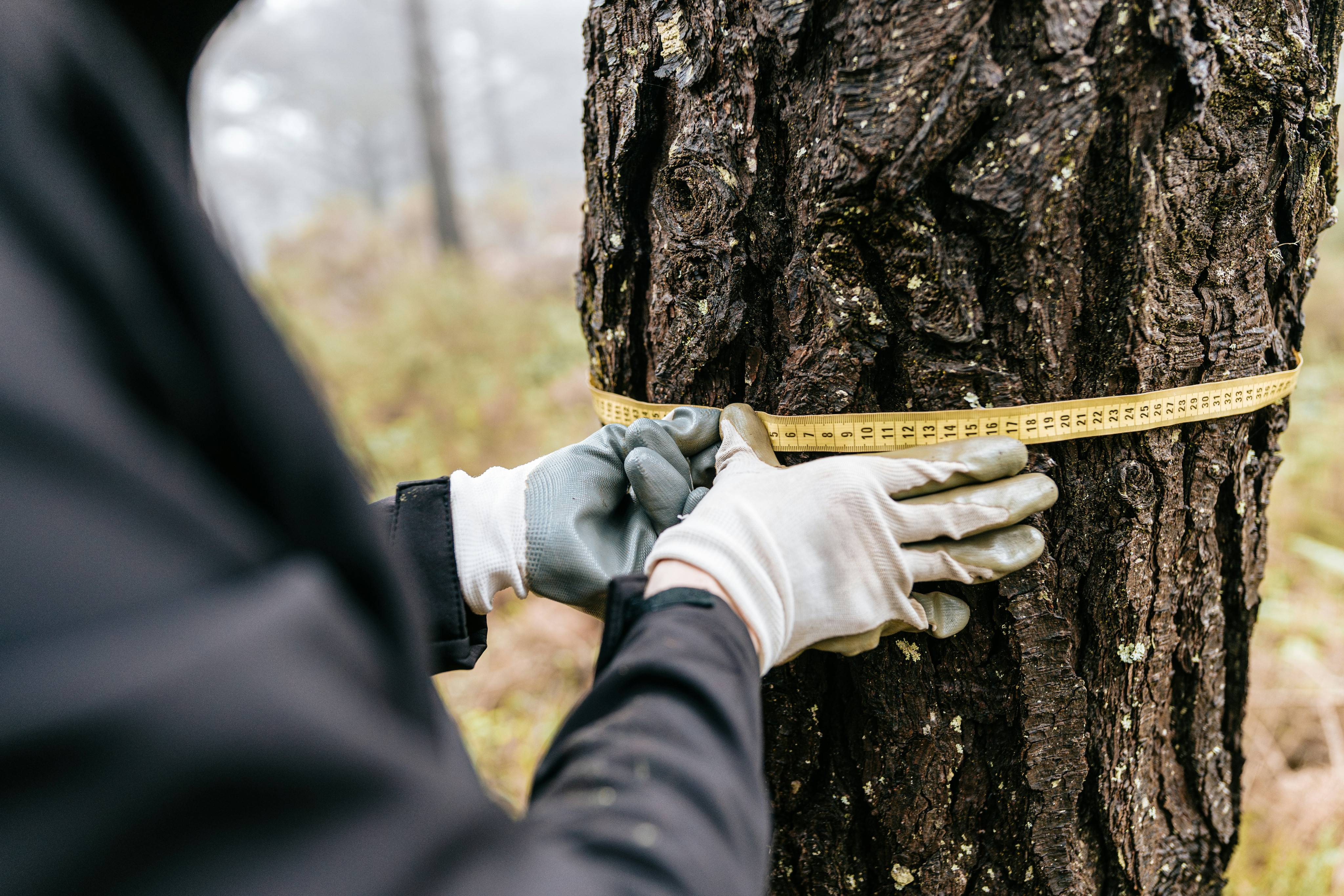 An over-the-shoulder photo of someone using a tape measure to measure the circumference of a tree trunk